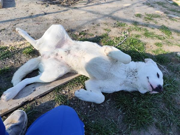 Husky - 10 mesi Foto 4